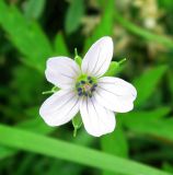 Geranium sibiricum