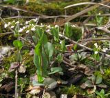 Microthlaspi perfoliatum