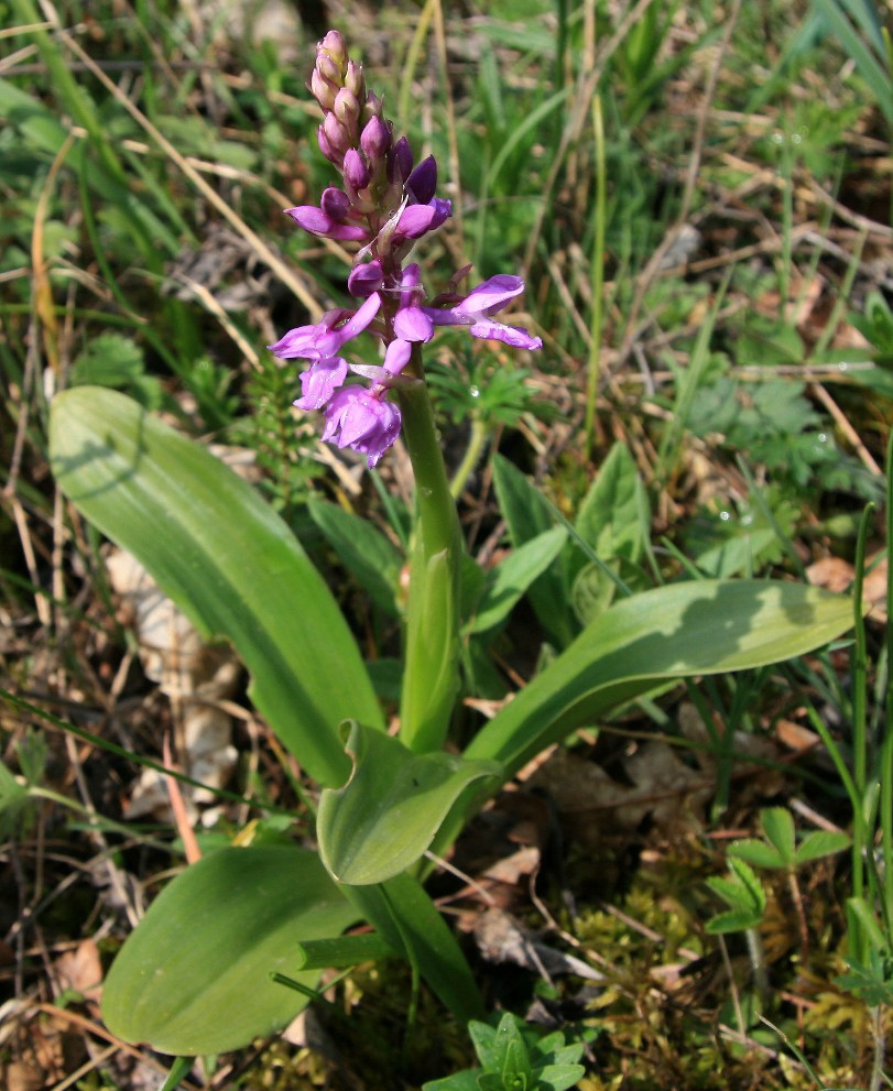 Image of Orchis mascula specimen.