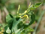 Aristolochia clematitis. Верхушка побега с цветками. Греция, Метеоры. 08.06.2009.