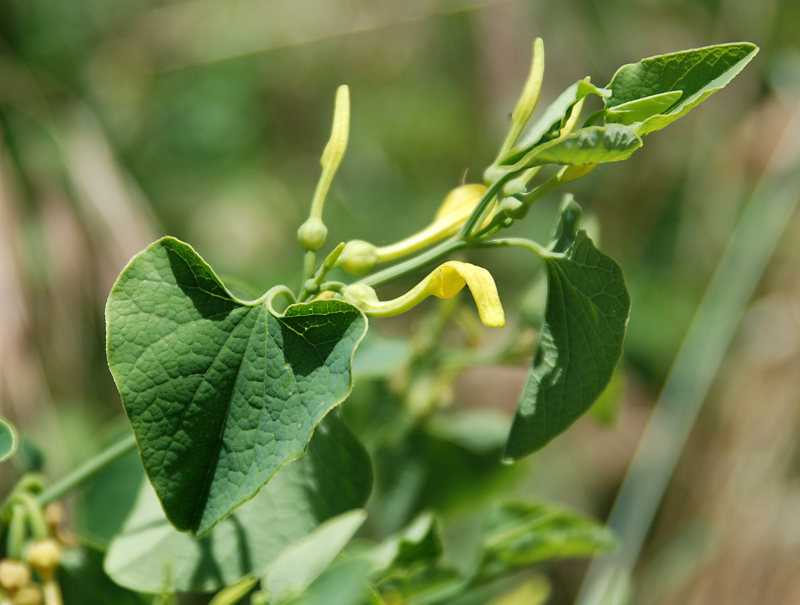 Image of Aristolochia clematitis specimen.