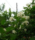 Philadelphus tenuifolius