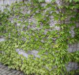 Parthenocissus tricuspidata. Вегетирующее растение на бетонной стене. Германия, г. Дюссельдорф, Ботанический сад университета. 04.05.2014.
