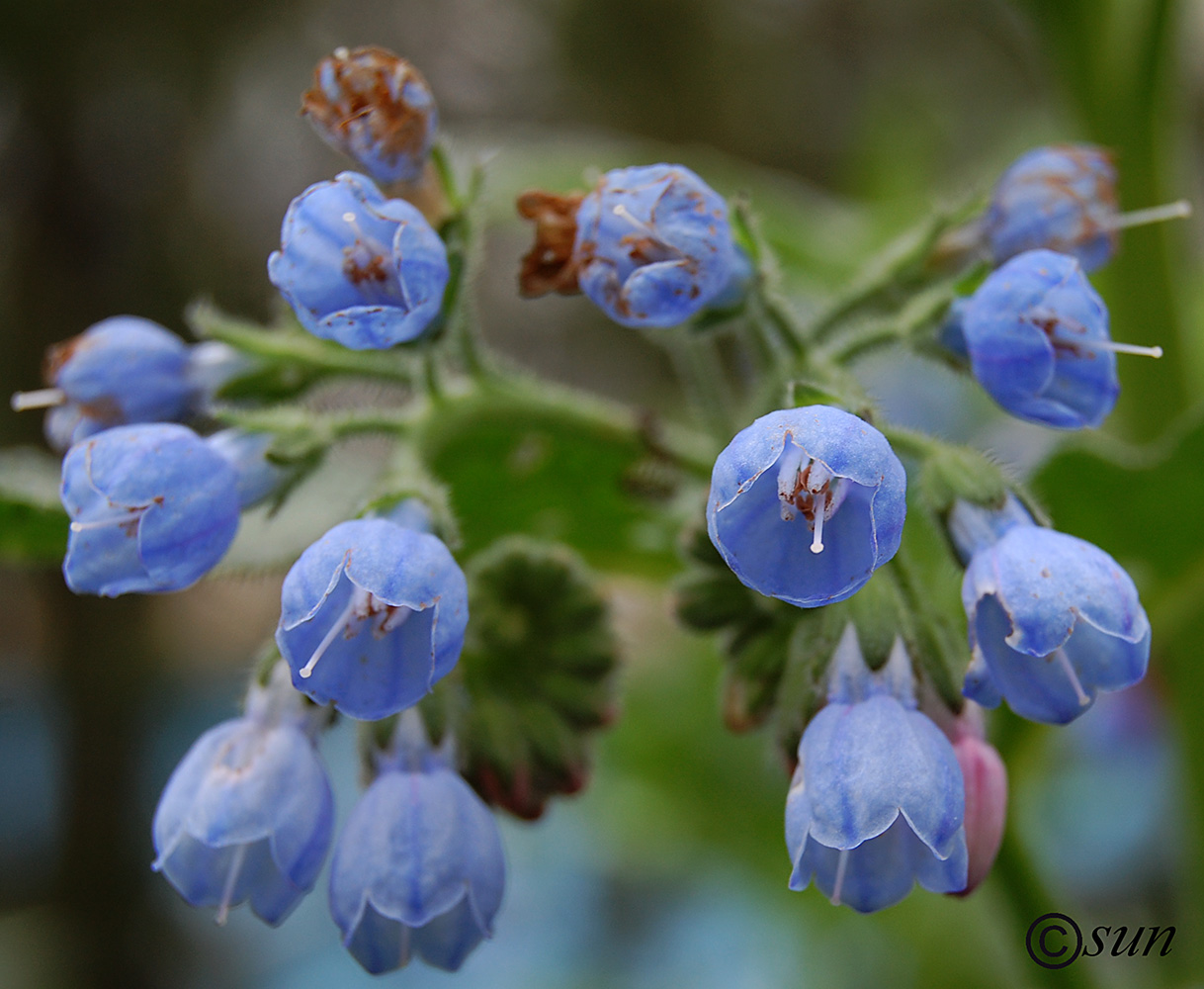 Изображение особи Symphytum caucasicum.