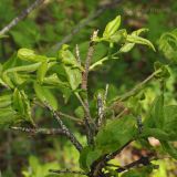 Euonymus pauciflorus