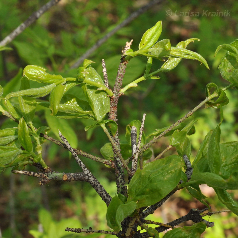 Image of Euonymus pauciflorus specimen.