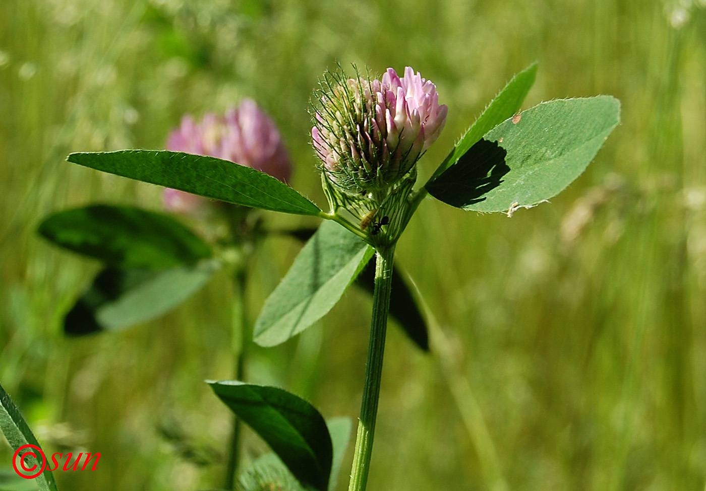 Изображение особи Trifolium medium.