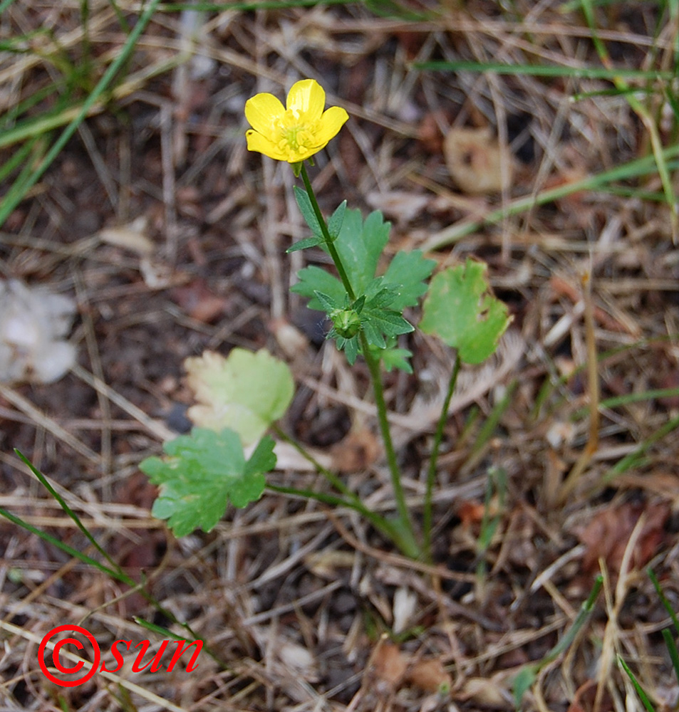 Image of Ranunculus sardous specimen.