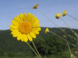 Anthemis tinctoria