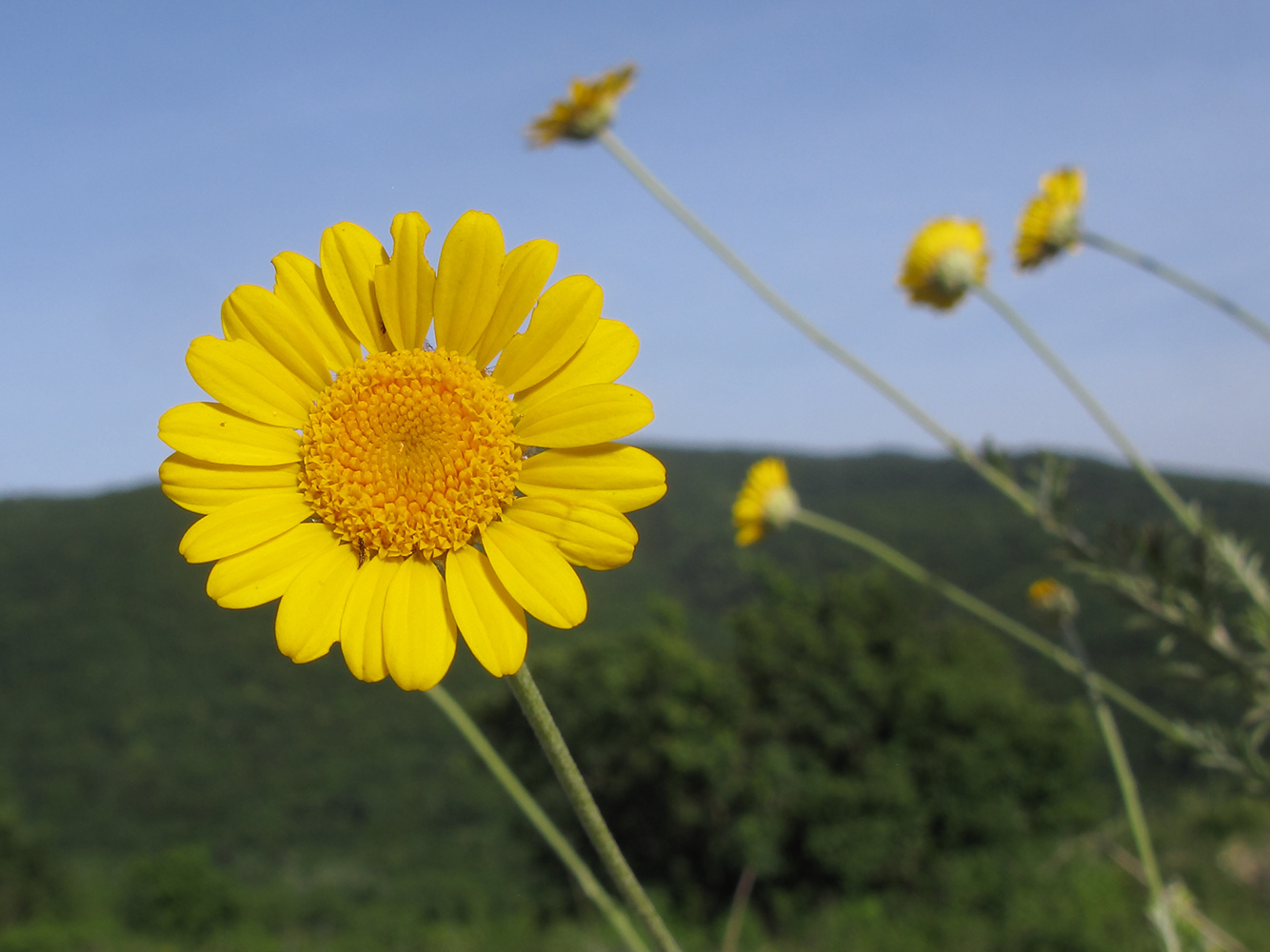 Image of Anthemis tinctoria specimen.