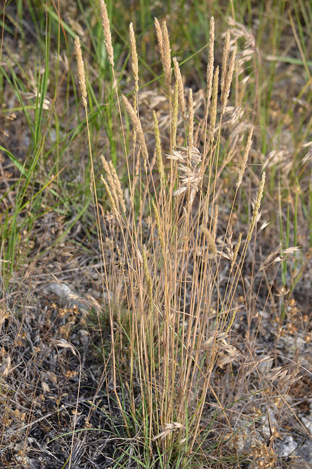Image of Koeleria splendens specimen.