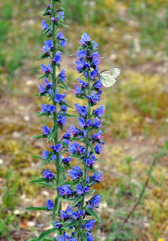 Изображение особи Echium vulgare.