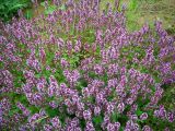 Thymus ovatus. Куртина цветущих растений. Удмуртия, г. Ижевск, Ботанический сад Удмуртского госуниверситета. 10.07.2009.