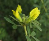 Chamaecytisus blockianus