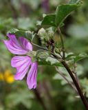 Malva erecta