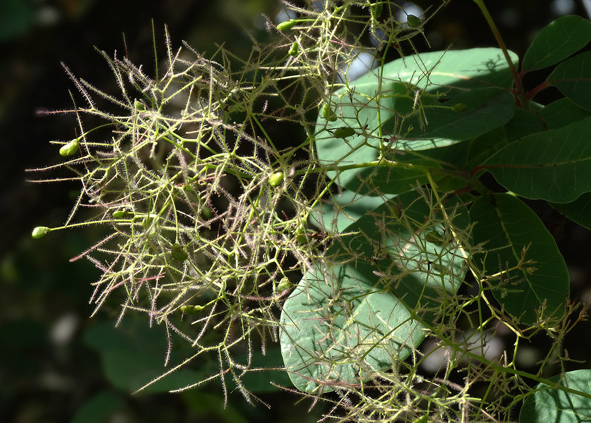 Image of Cotinus coggygria specimen.