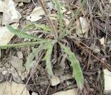 Leontodon asperrimus