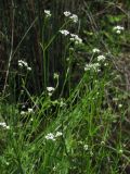 Galium debile