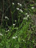 Galium debile