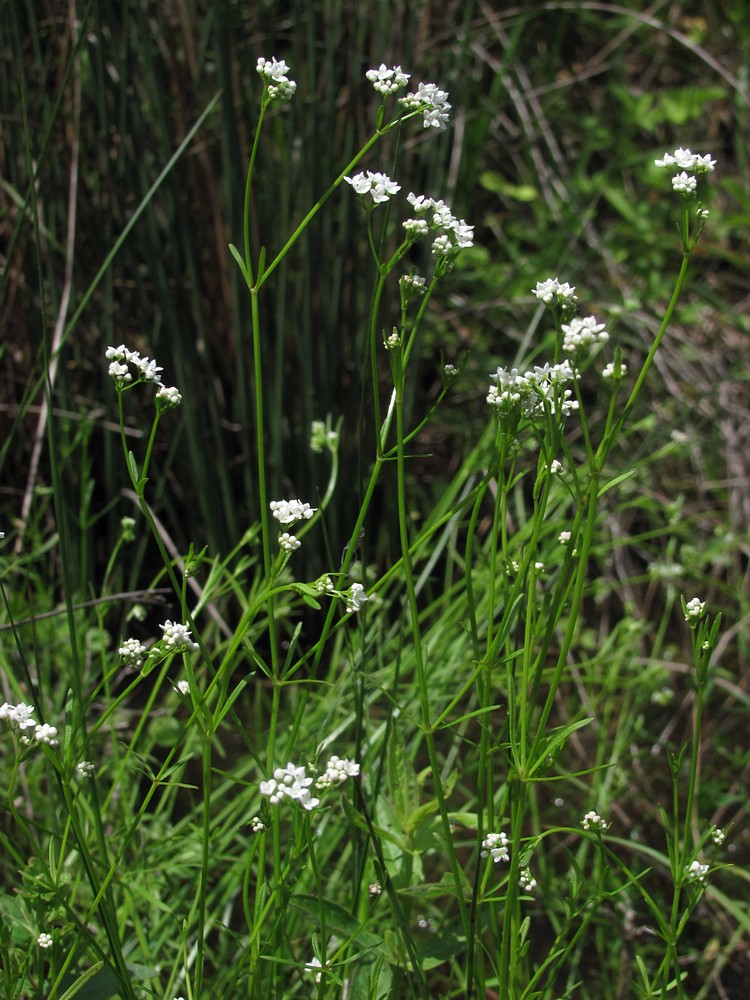Image of Galium debile specimen.