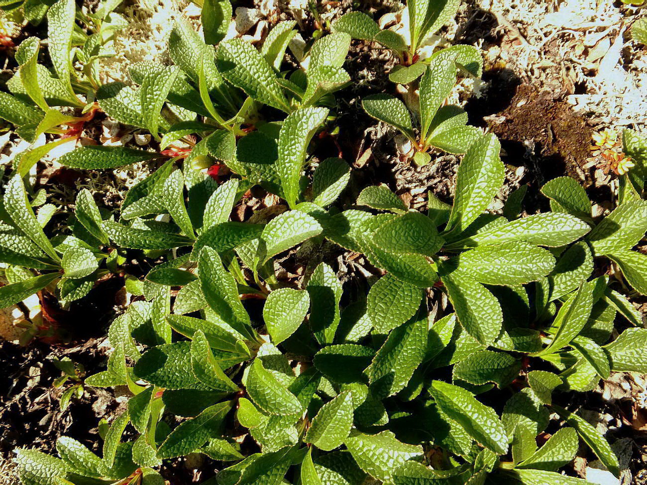 Image of Arctous alpina specimen.