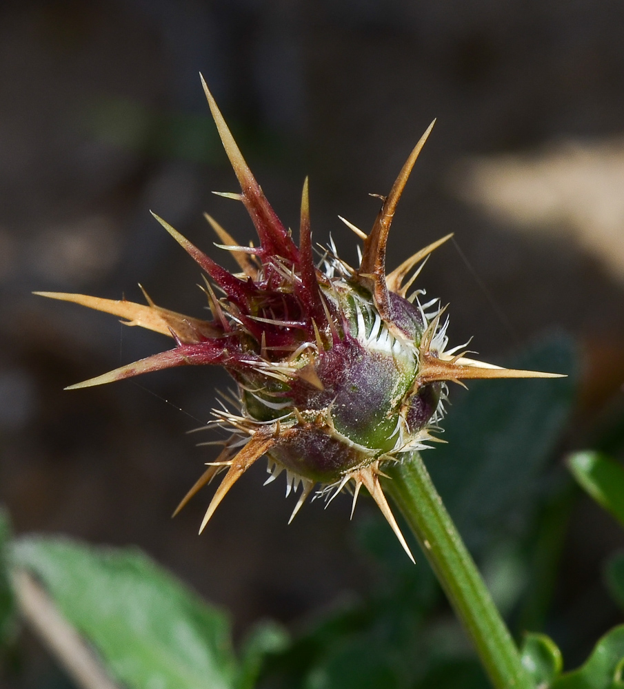 Изображение особи Centaurea eryngioides.