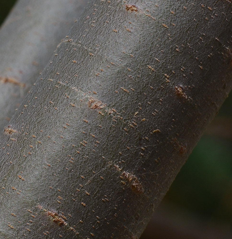 Image of Tamarix nilotica specimen.