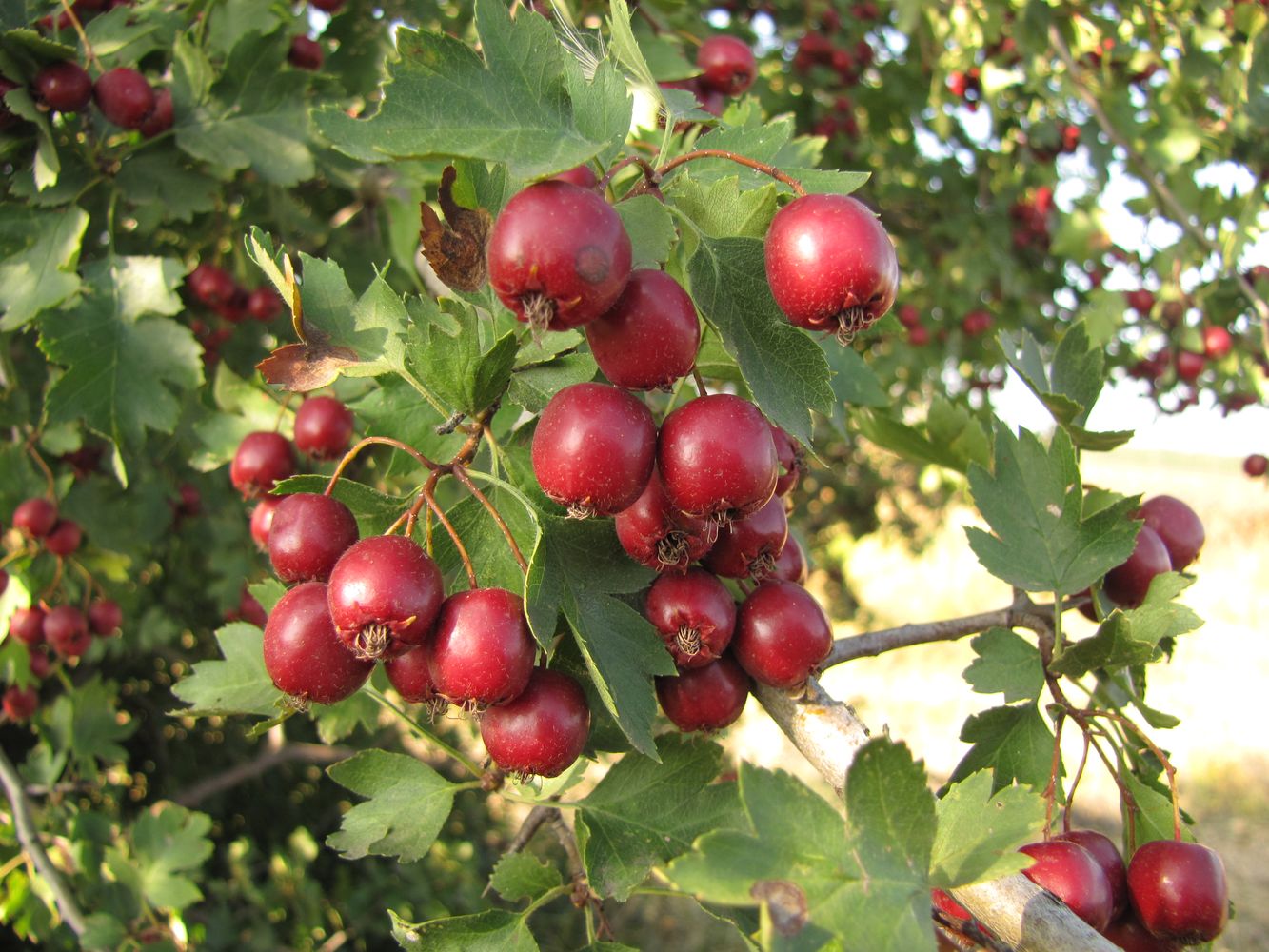 Изображение особи Crataegus volgensis.