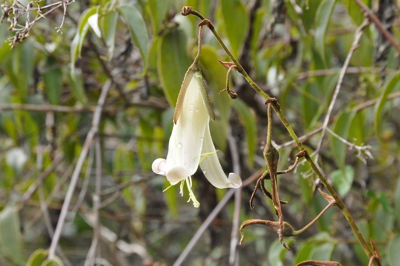 Image of familia Bromeliaceae specimen.