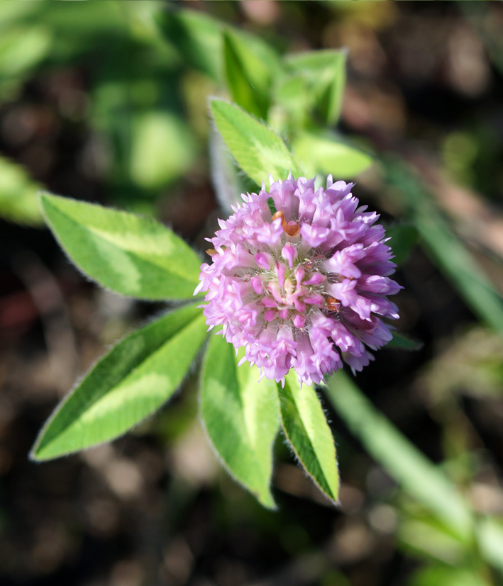 Изображение особи Trifolium pratense.