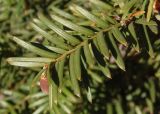 Taxus baccata