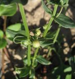 Anagallis arvensis. Незрелый плод. Крым, Симферополь, 24 июля 2009 г.