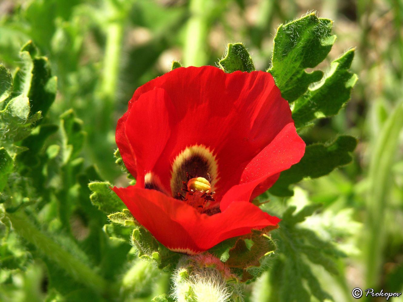 Изображение особи Glaucium corniculatum.