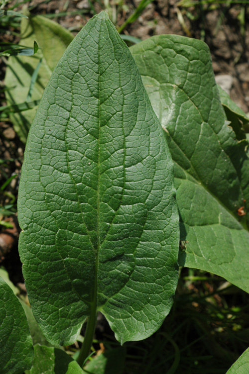 Image of Solenanthus circinnatus specimen.