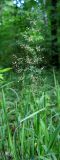 genus Agrostis