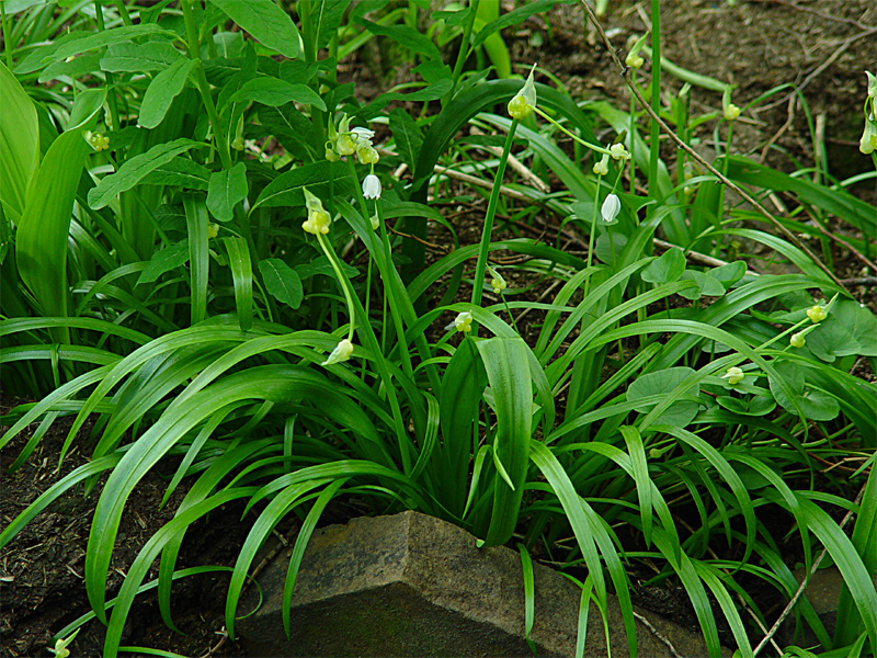 Image of Allium paradoxum specimen.