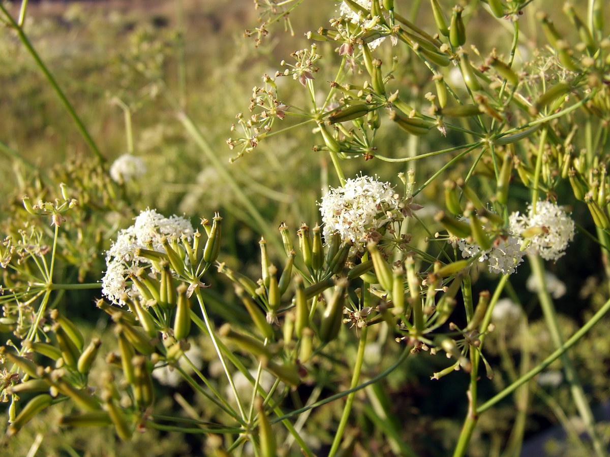 Image of Anthriscus sylvestris specimen.