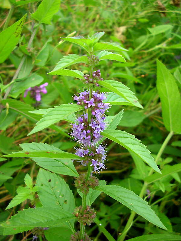 Image of Mentha arvensis specimen.