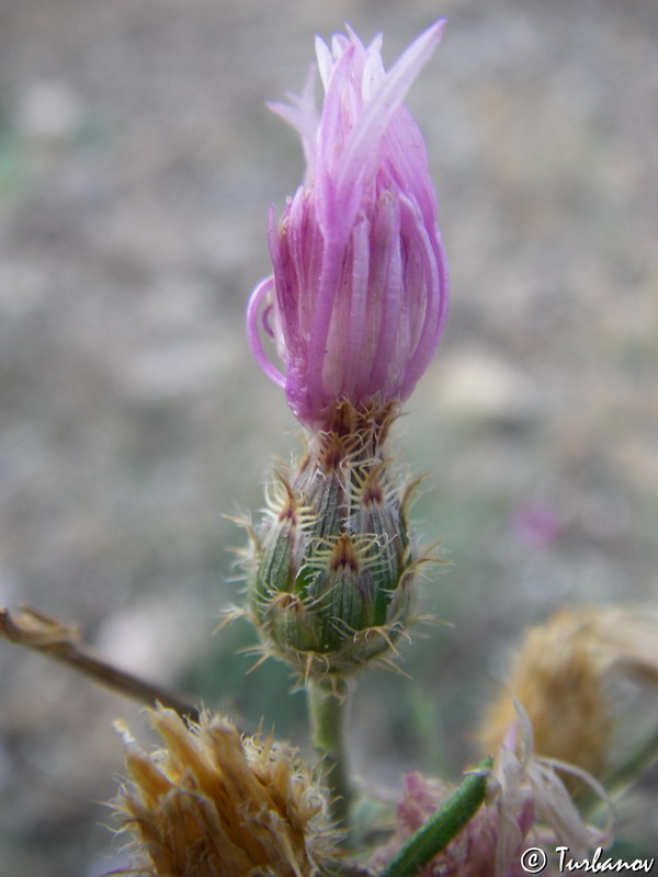 Image of Centaurea &times; comperiana specimen.