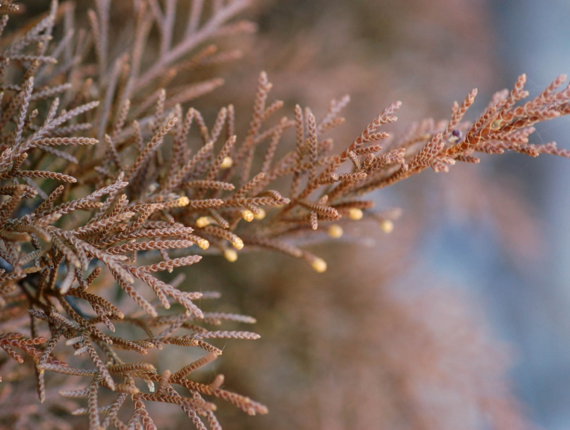 Image of Microbiota decussata specimen.