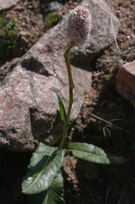 Изображение особи Bistorta elliptica.