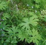 Geranium krylovii. Цветущее растение. Бурятия, южная часть Баргузинского хребта, окр. перевала Снежного (выс. около 1500 м н.у.м.). 16.07.2009.