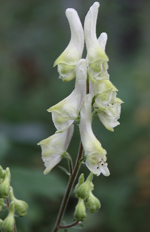 Изображение особи Aconitum krylovii.