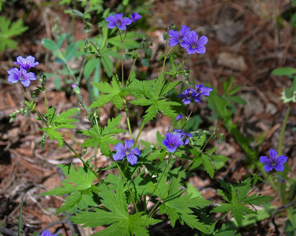 Изображение особи Geranium pseudosibiricum.