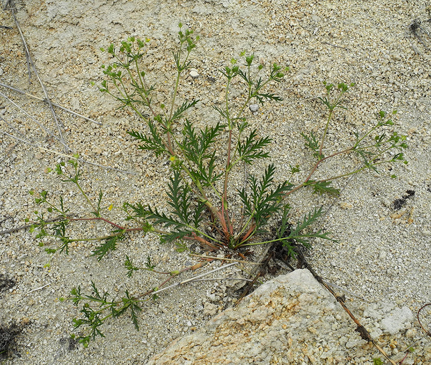 Image of Potentilla ozjorensis specimen.