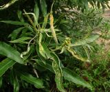Salix gmelinii
