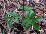 Cardamine quinquefolia