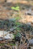 Larix sibirica