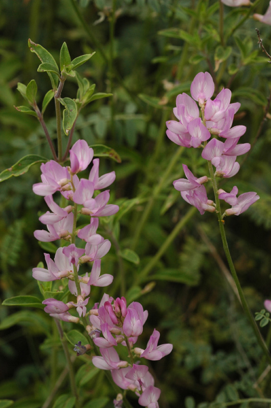 Image of Astragalus macropterus specimen.