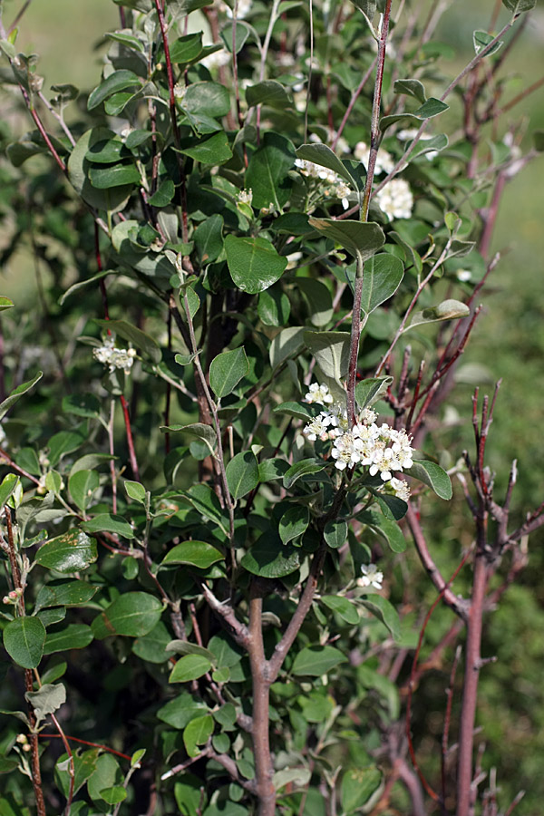 Изображение особи род Cotoneaster.